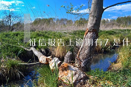 征信报告上逾期有7是什么意思 征信报告上逾期有7是什么意思