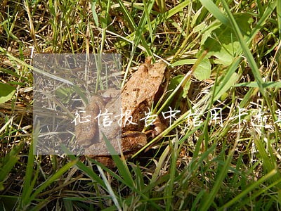 征信报告中信用卡逾期金额0元 征信报告中信用卡逾期金额0元