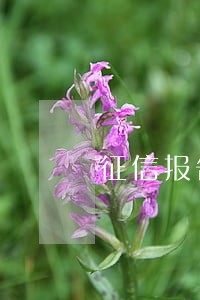 征信报告中最长逾期透支月数1 征信报告中最长逾期透支月数1