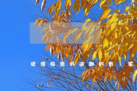 征信报告仍逾期的有1笔 征信报告仍逾期的有1笔