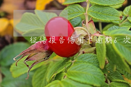 征信报告信用卡逾期6次怎么办 征信报告信用卡逾期6次怎么办