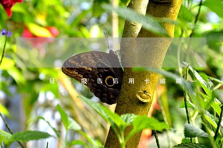 征信报告信用卡逾期一次严重吗 征信报告信用卡逾期一次严重吗