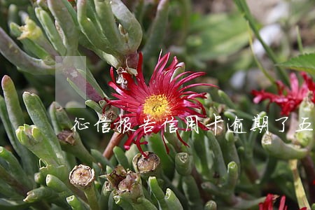 征信报告信用卡逾期了五次 征信报告信用卡逾期了五次
