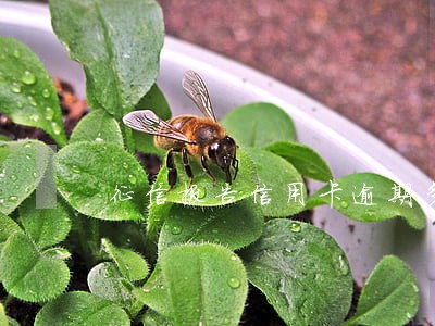 征信报告信用卡逾期多久能消除