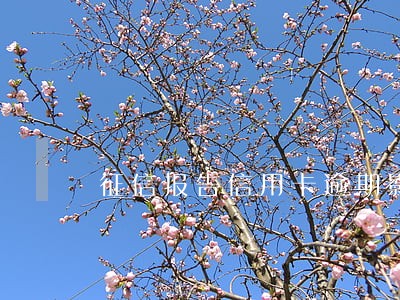 征信报告信用卡逾期影响贷款 征信报告信用卡逾期影响贷款
