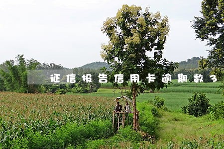 征信报告信用卡逾期数3 征信报告信用卡逾期数3