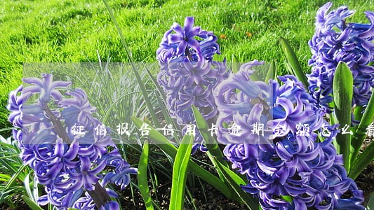 征信报告信用卡逾期金额怎么看 征信报告信用卡逾期金额怎么看