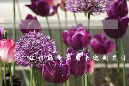 征信报告信用卡逾期首付多少 征信报告信用卡逾期首付多少