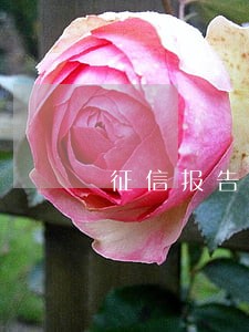 征信报告冻结逾期0 征信报告冻结逾期0