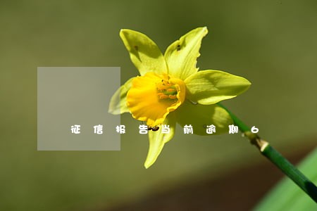 征信报告当前逾期6 征信报告当前逾期6