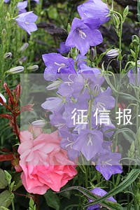征信报告显示信用卡有一次逾期 征信报告显示信用卡有一次逾期
