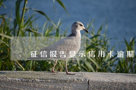 征信报告显示信用卡逾期3次 征信报告显示信用卡逾期3次