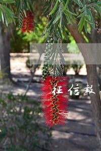 征信报告显示逾期11次怎么办 征信报告显示逾期11次怎么办