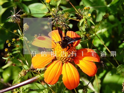 征信报告有1笔逾期