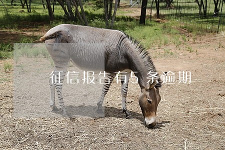 征信报告有5条逾期 征信报告有5条逾期