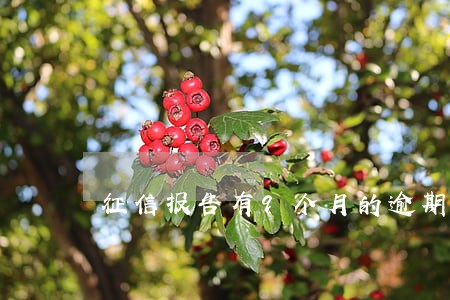征信报告有9个月的逾期 征信报告有9个月的逾期