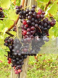 征信报告有个逾期7 征信报告有个逾期7