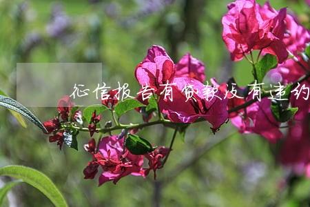 征信报告有贷款没有违约逾期记录