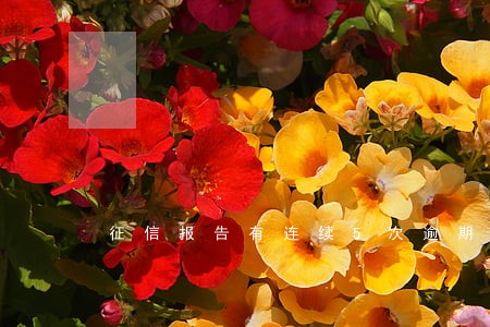 征信报告有连续5次逾期记录