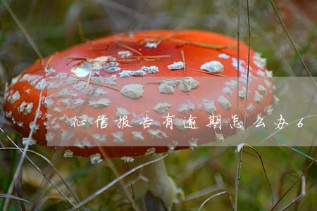 征信报告有逾期怎么办6 征信报告有逾期怎么办6