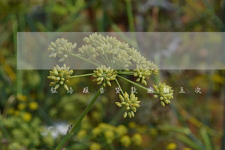 征信报告贷款逾期五次 征信报告贷款逾期五次