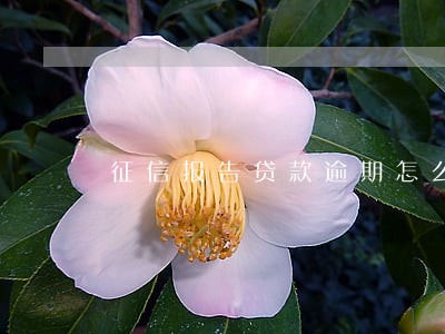 征信报告贷款逾期怎么消除
