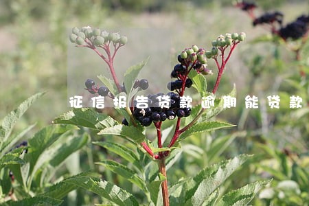 征信报告贷款逾期能贷款吗 征信报告贷款逾期能贷款吗