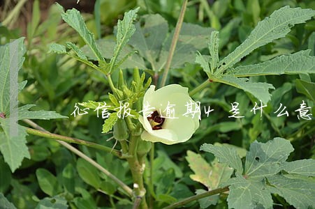 征信报告逾期4是什么意思 征信报告逾期4是什么意思