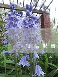 征信报告逾期5年怎么没消失 征信报告逾期5年怎么没消失