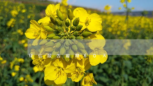 征信报告逾期60天 征信报告逾期60天
