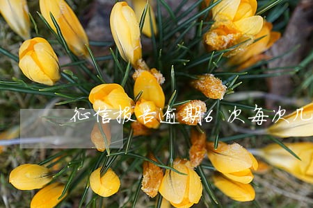 征信报告逾期6次每次几块钱 征信报告逾期6次每次几块钱