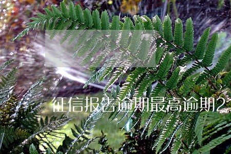 征信报告逾期最高逾期2次 征信报告逾期最高逾期2次