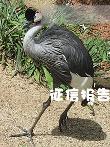 征信报告里7次逾期怎么办 征信报告里7次逾期怎么办