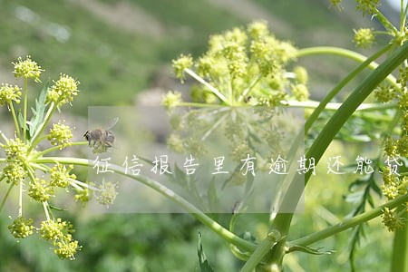 征信报告里有逾期还能贷款吗 征信报告里有逾期还能贷款吗