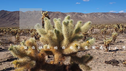 征信拉出的信用卡逾期是什么样的