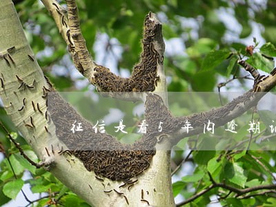 征信是看5年内逾期记录吗 征信是看5年内逾期记录吗