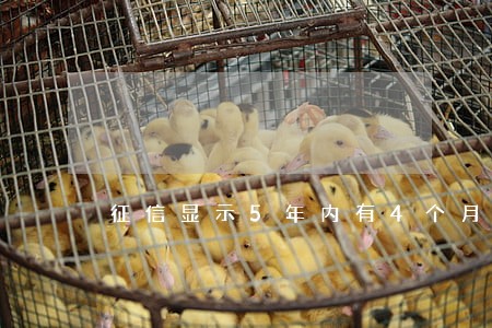 征信显示5年内有4个月逾期 征信显示5年内有4个月逾期