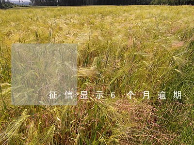 征信显示6个月逾期 征信显示6个月逾期