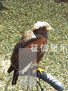 征信显示信用卡有逾期记录