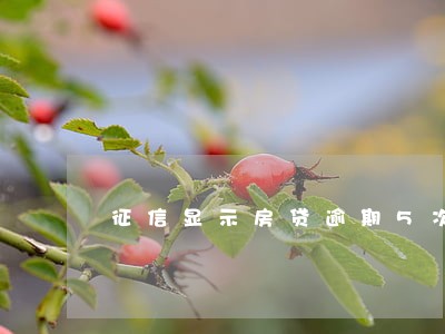 征信显示房贷逾期5次怎么办