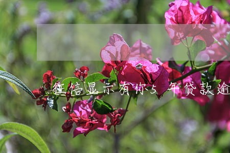 征信显示有你5年贷款逾期 征信显示有你5年贷款逾期
