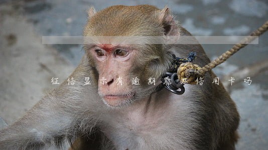 征信显示有逾期能办信用卡吗