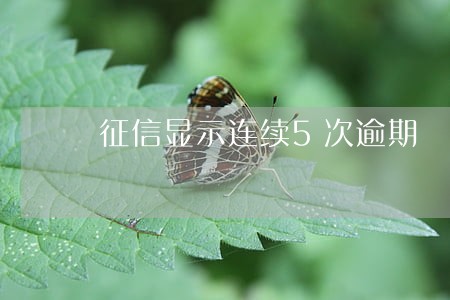 征信显示连续5次逾期 征信显示连续5次逾期