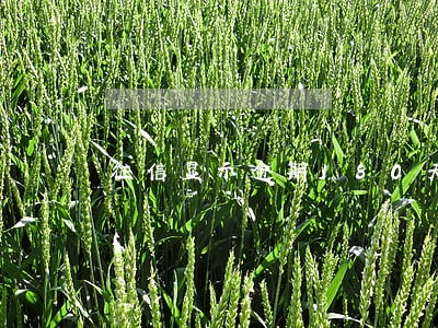 征信显示逾期180天本金未还 征信显示逾期180天本金未还