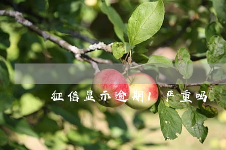 征信显示逾期1严重吗 征信显示逾期1严重吗