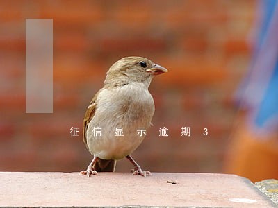 征信显示逾期3 征信显示逾期3