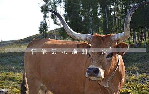 征信显示逾期4次 征信显示逾期4次