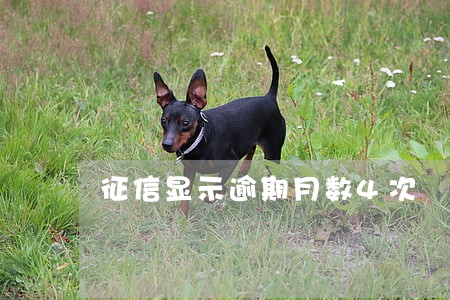 征信显示逾期月数4次 征信显示逾期月数4次