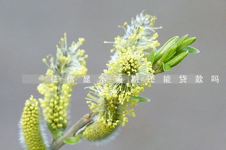 征信显示逾期还能贷款吗 征信显示逾期还能贷款吗