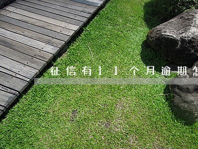征信有11个月逾期怎么贷款